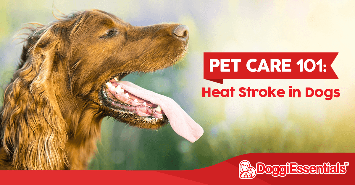 Pet Care 101: Heat Stroke in Dogs