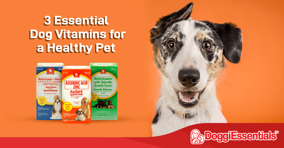 3 Essential Dog Vitamins for a Healthy Pet